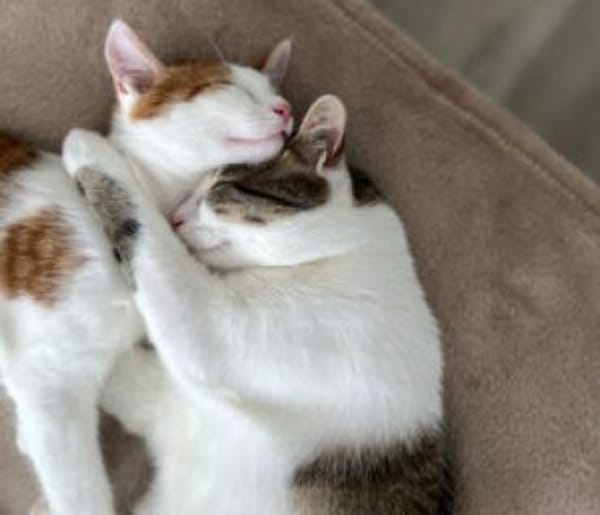 KITTY