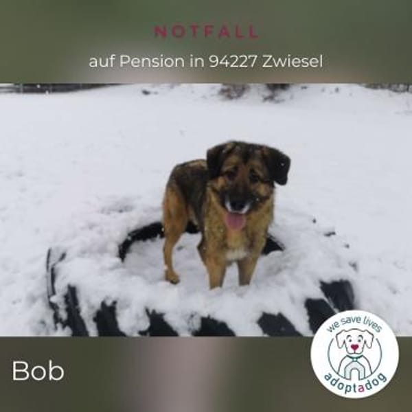Bob: Überschwänglicher Riese (in D)