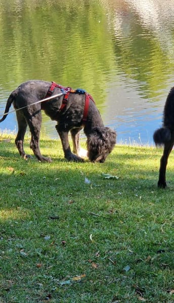 Layla - ein schönes,stolzes Mädchen