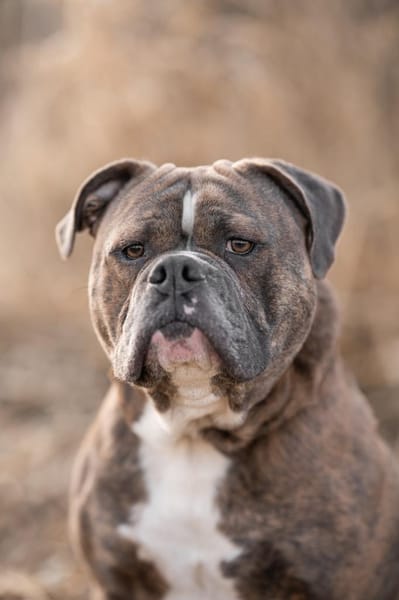 Bruno