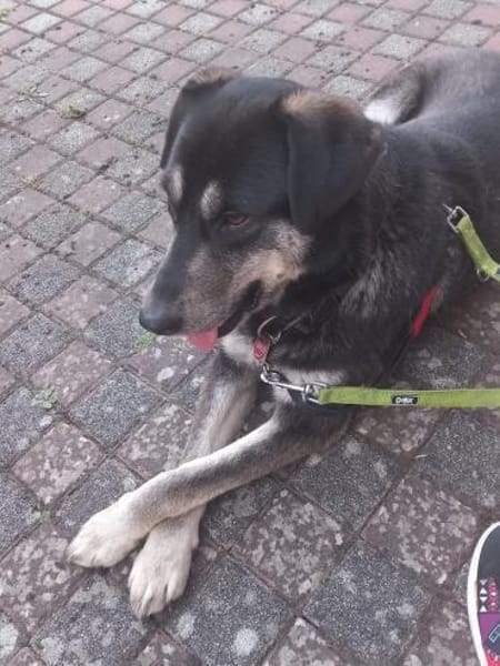 Aron: Herz auf 4 Pfoten NOTFALL (in D)