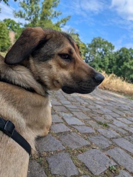 freundliche Tierschutzhündin Nena