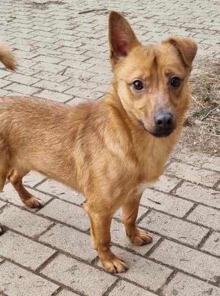 LEO-Pat♥geseliger Rüde sucht 4ever🏡