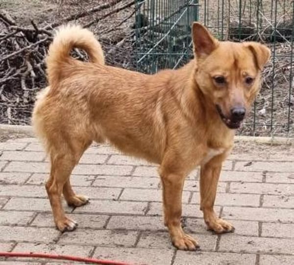 LEO-Pat♥geseliger Rüde sucht 4ever🏡