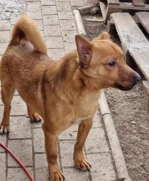 LEO-Pat♥geseliger Rüde sucht 4ever🏡