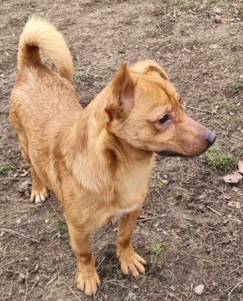 LEO-Pat♥geseliger Rüde sucht 4ever🏡