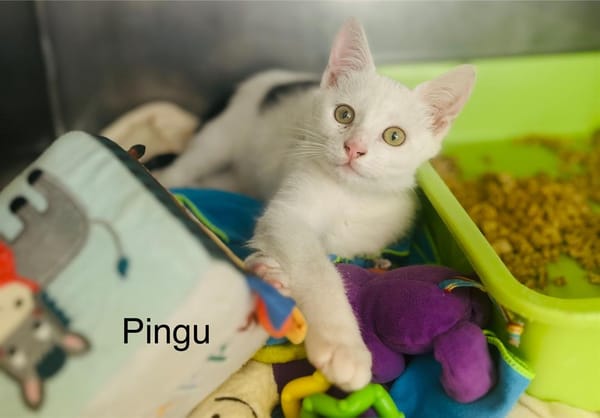 Pingu