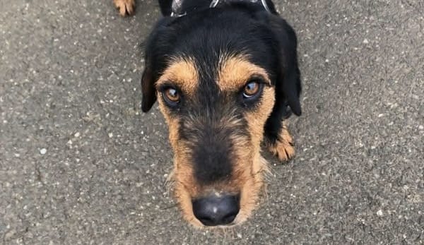 DOBBY