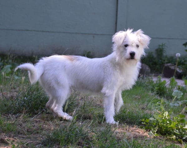 PUCHI CHAO