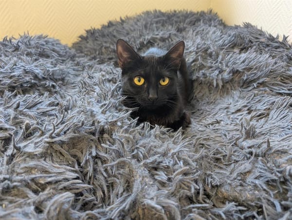 BONNIE A17040