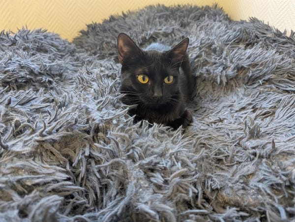 BONNIE A17040