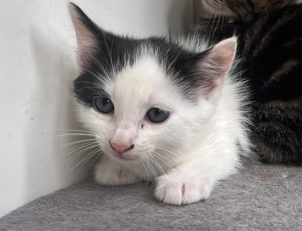 Tom (en cours d'adoption)