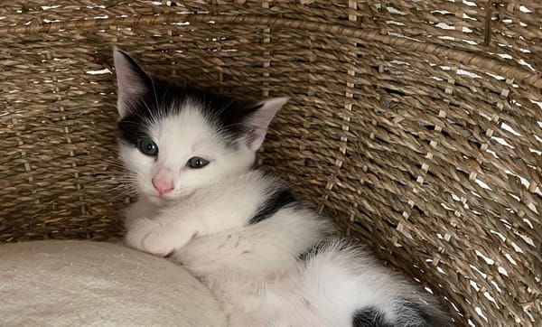 Tom (en cours d'adoption)