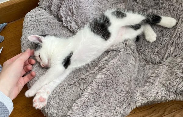 Tom (en cours d'adoption)