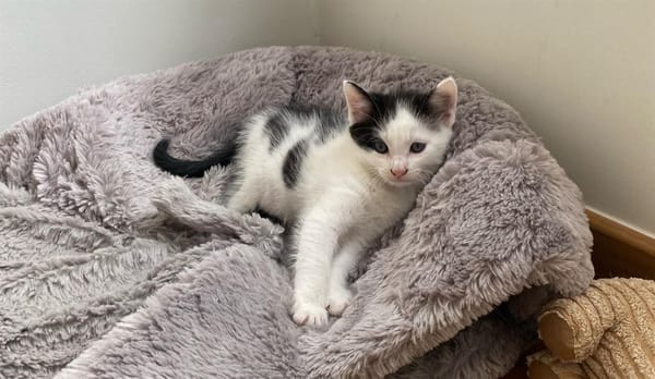 Tom (en cours d'adoption)