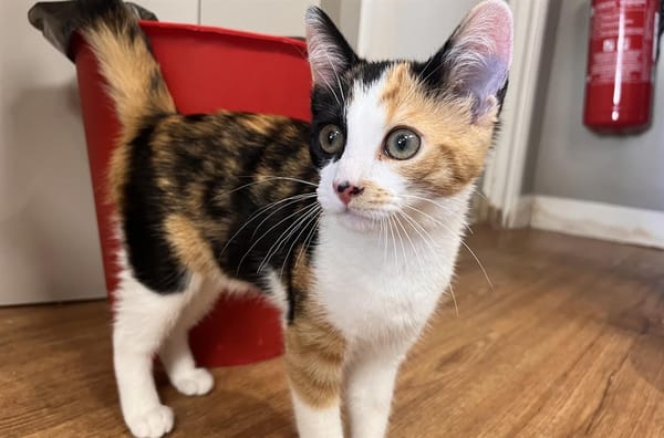 Louise (en cours d'adoption)