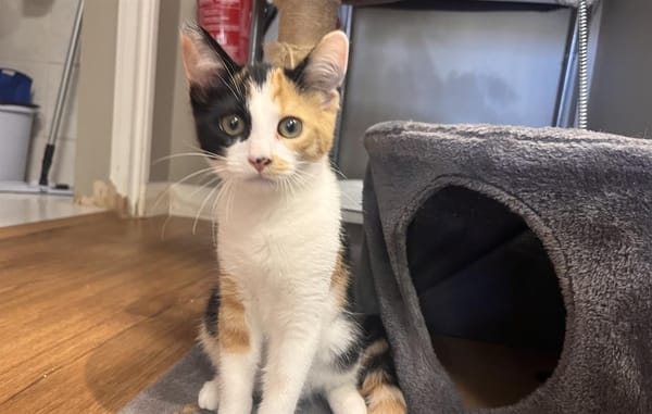 Louise (en cours d'adoption)