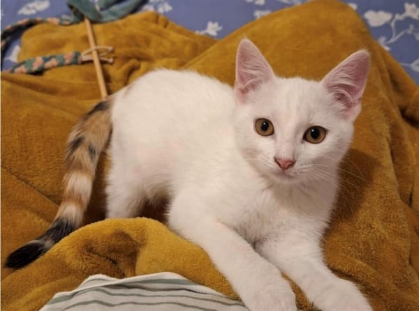 Willow