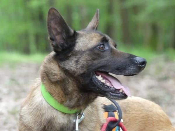 PAKO