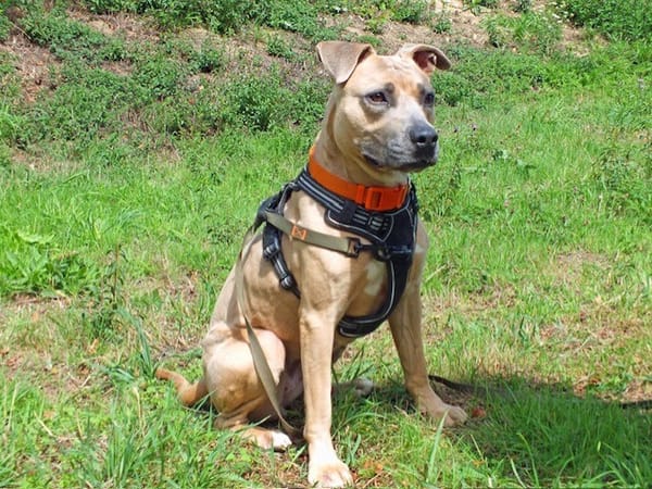 LAIKA