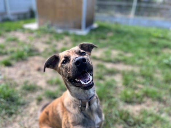 LULU