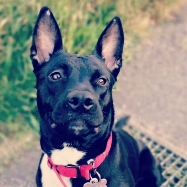 NAYA