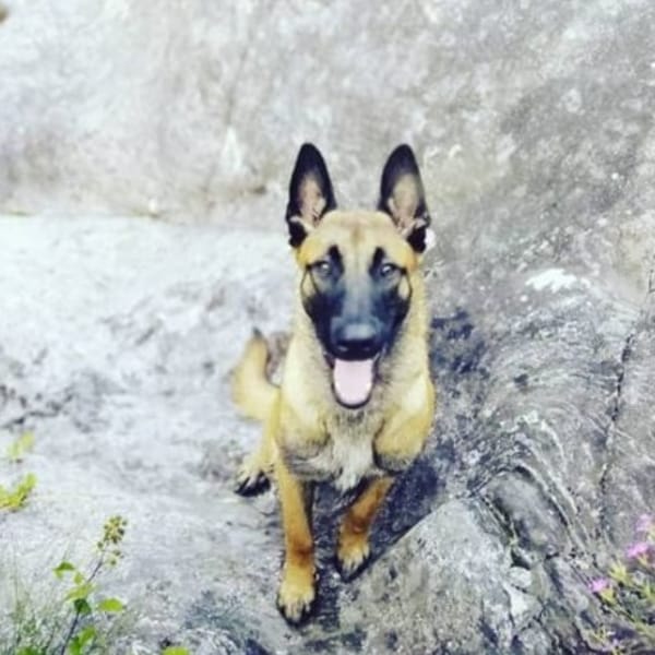 SAM