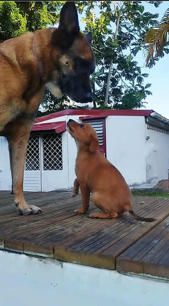 HAWAI jolie puce au cœur tendre