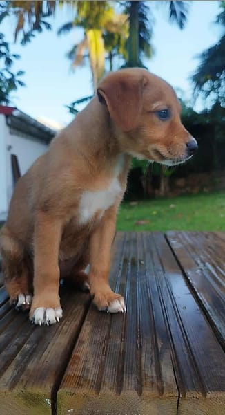 HAWAI jolie puce au cœur tendre