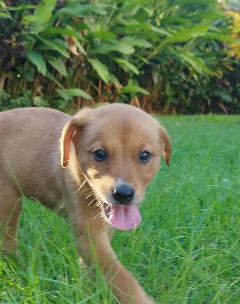 HAWAI jolie puce au cœur tendre