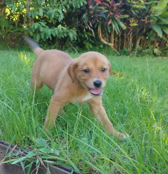 HAWAI jolie puce au cœur tendre