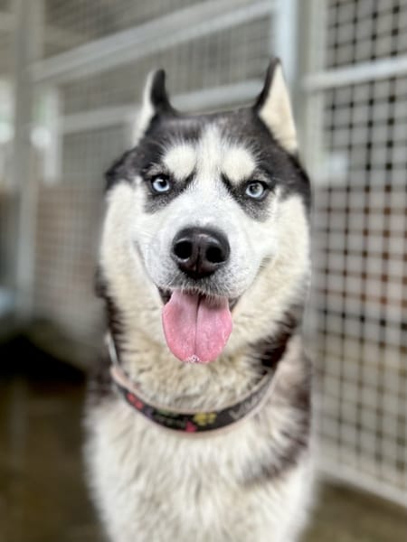 Lori