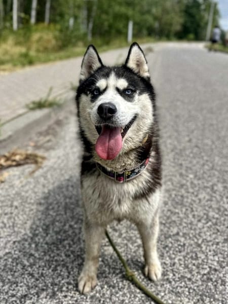 Lori