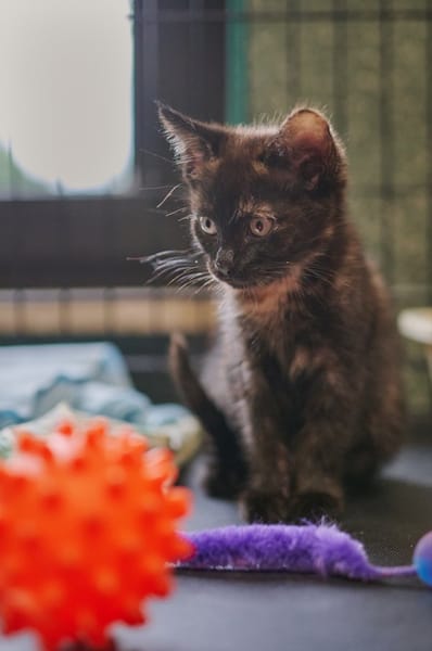 Jinx