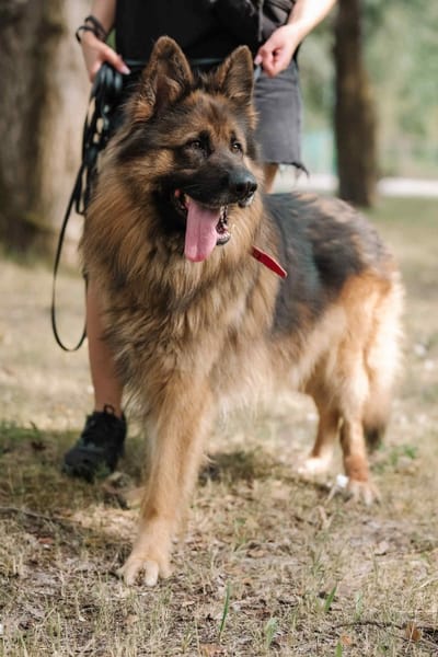 Aslan