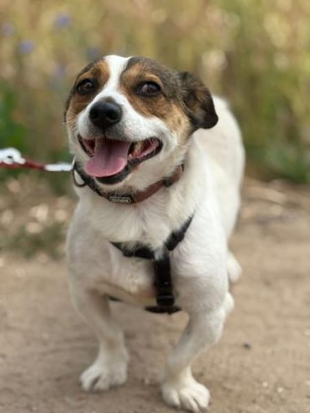 Joschi  Kleiner Herzenshund