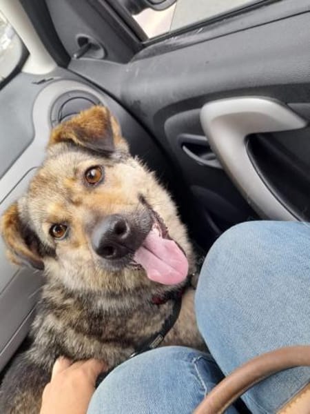 Soziale Hundeoma KATE sucht ♥