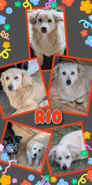 Hübscher Rio wartet in Illschwang!