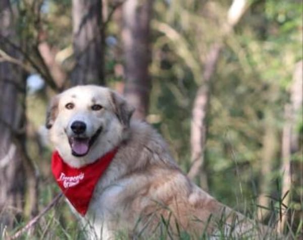 Heidi sucht ihr Für-Immer-Zuhause
