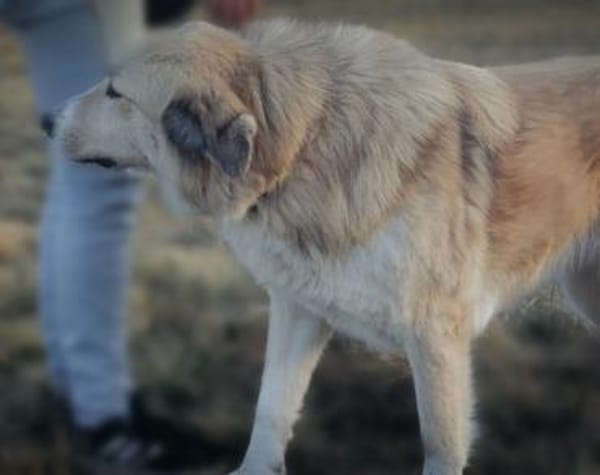 Heidi sucht ihr Für-Immer-Zuhause