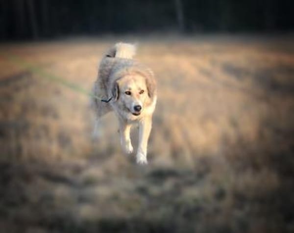 Heidi sucht ihr Für-Immer-Zuhause