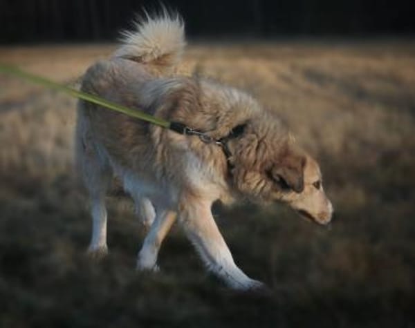 Heidi sucht ihr Für-Immer-Zuhause