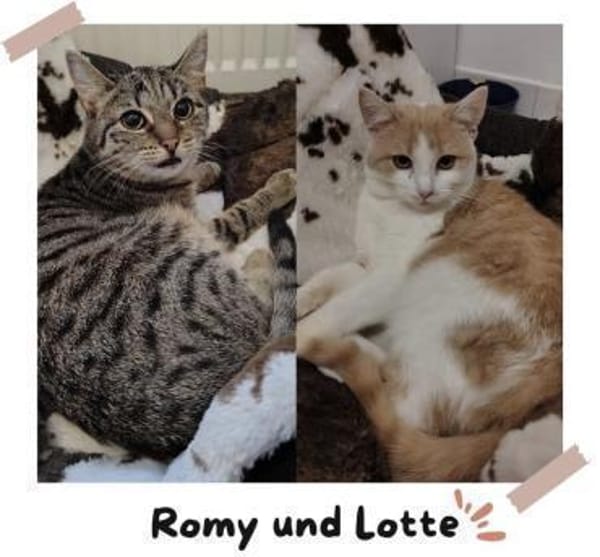 Zwei Seelen auf Samtpfoten