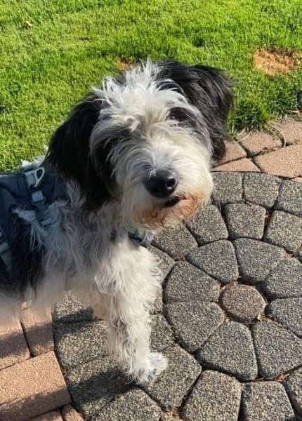 Hübscher lieber Rudi sucht Zuhause❤