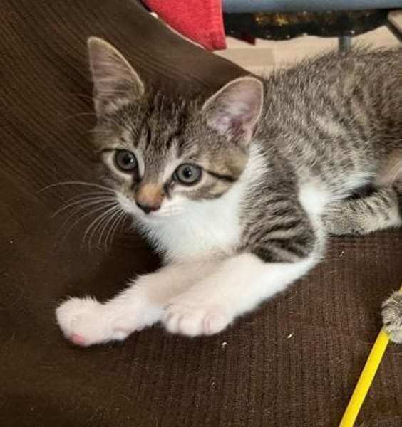 Darcy sucht ein liebevolles Zuhause