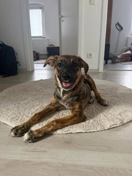 Marla sucht ihr Zuhause