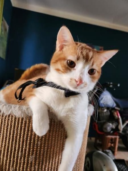den Traumkater findest du in Meerbeck