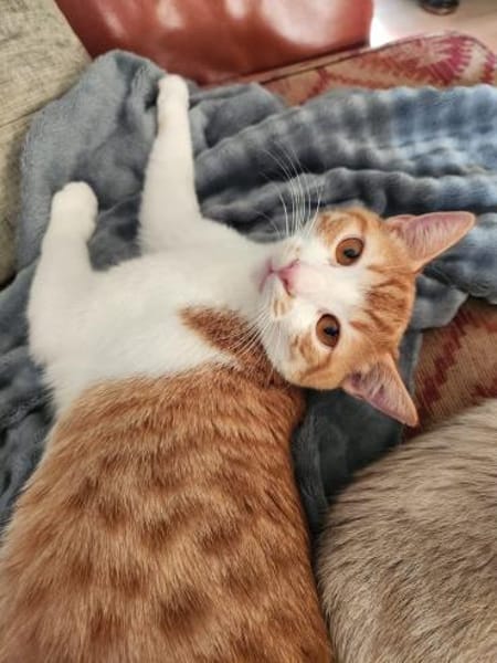 den Traumkater findest du in Meerbeck