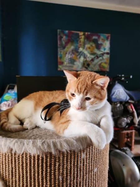 den Traumkater findest du in Meerbeck