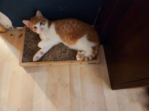 den Traumkater findest du in Meerbeck
